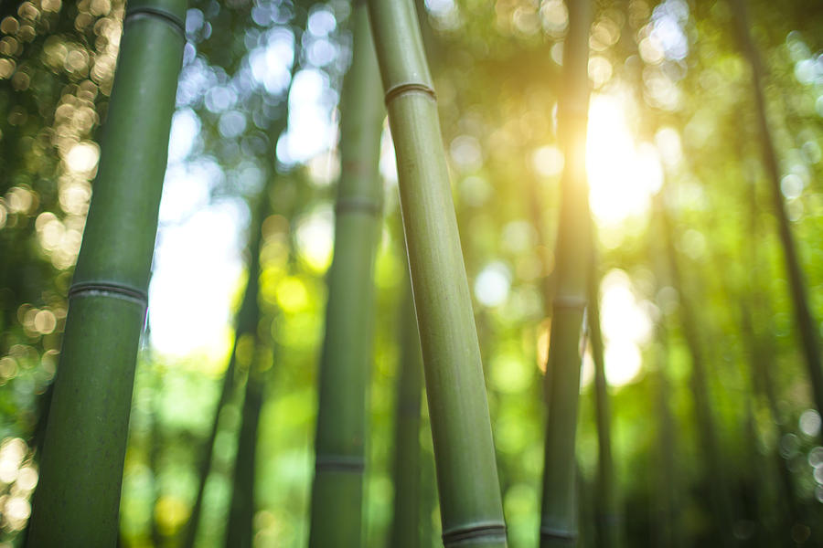 Bamboo forest  with sunshine in the morning Photograph by Yaorusheng