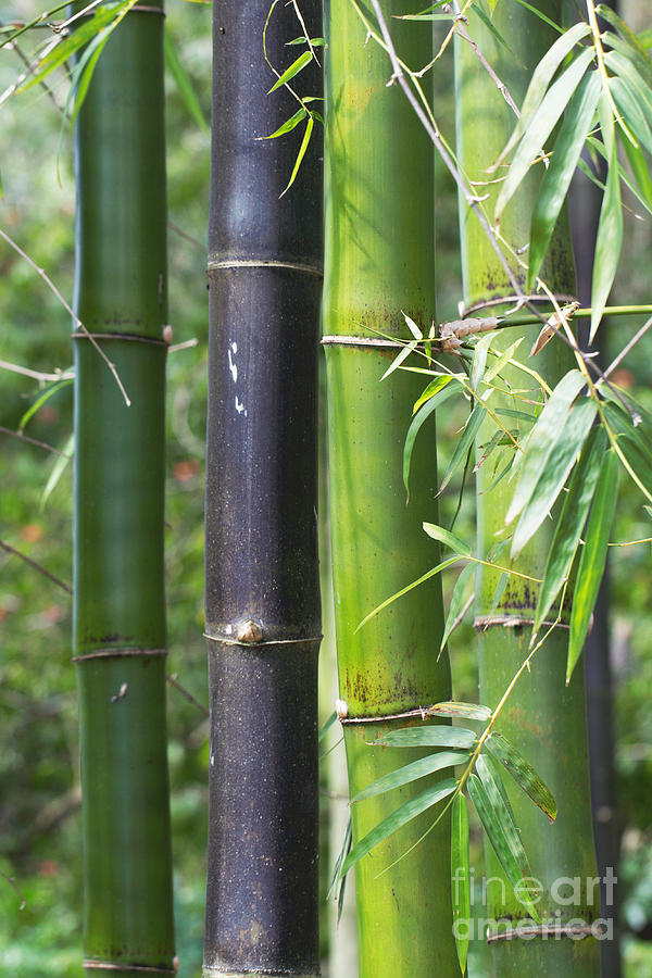 Jungle Photograph - Bamboo Garden by Arlene Carmel