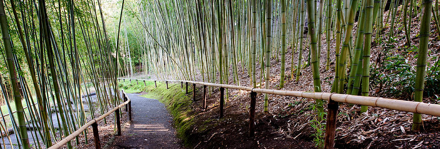 Bamboo Garden Photograph by Catherine Lau
