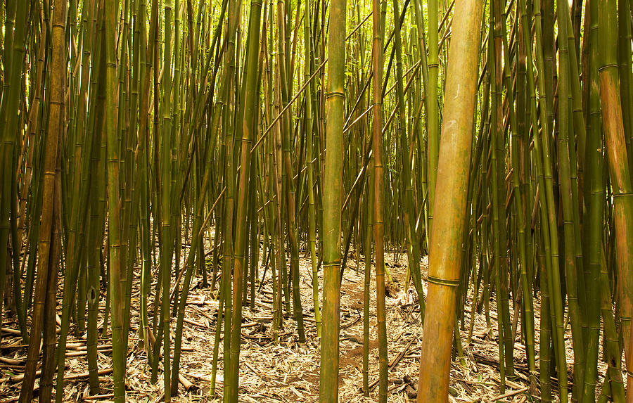 Bamboo Garden Photograph by Phil Taggart - Fine Art America