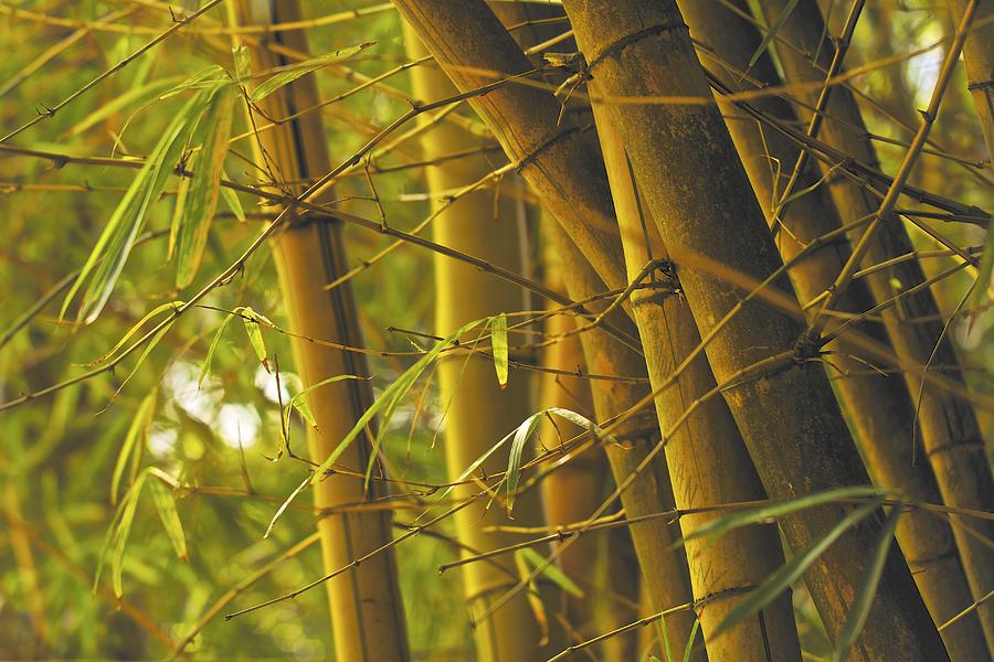 Bamboo Gold Photograph by Jade Moon 