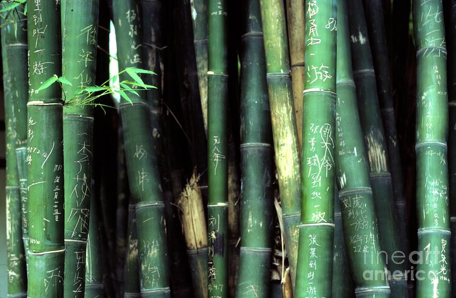 Bamboo Graffiti - Sichuan Province - Before Photograph by Anna Lisa Yoder