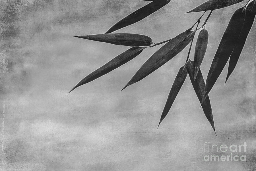 Bamboo - Gray Photograph by Hannes Cmarits Bamboo - Gray Photograph by Hannes Cmarits