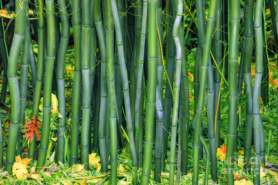 Bamboo Greens Photograph by Marco Crupi