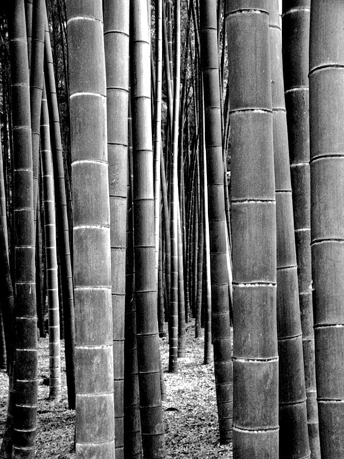 Bamboo Grove 3 Photograph by Larry Knipfing - Fine Art America