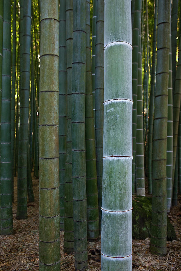 Bamboo Grove Photograph by Gary Conner
