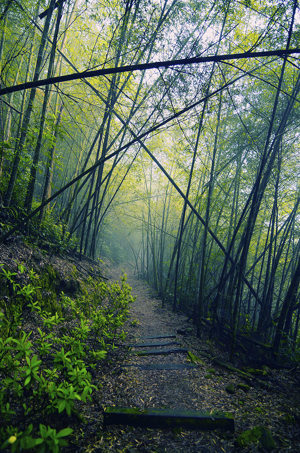 Nature Photograph - Bamboo Grove In Mist by Joyoyo Chen