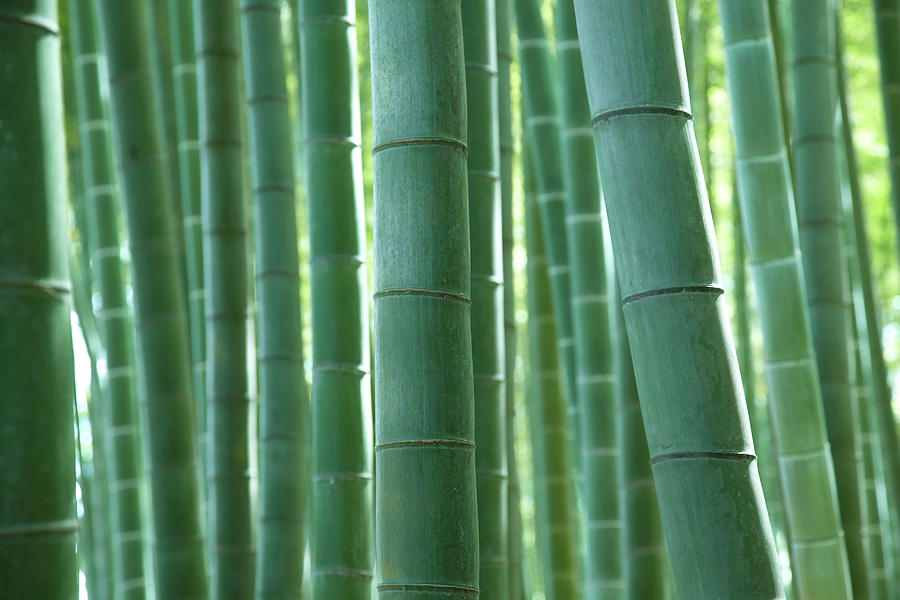 Bamboo Grove Photograph by Yuji Kotani