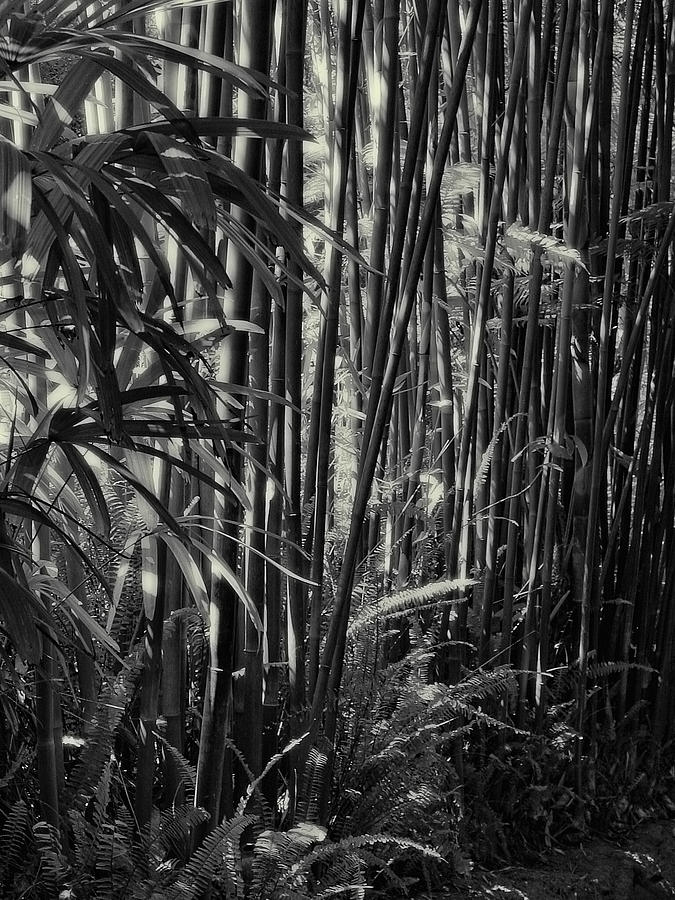 Bamboo Photograph by Guillermo Rodriguez