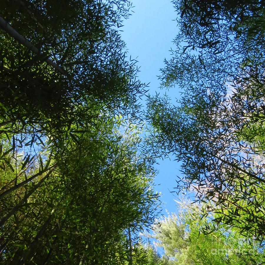 Bamboo Heaven Photograph by Anita Adams