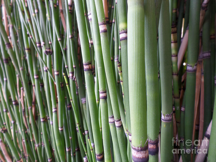 Bamboo Photograph by HEVi FineArt