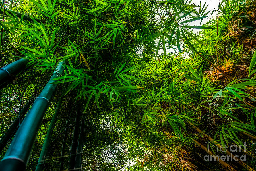 bamboo III - green Photograph by Hannes Cmarits