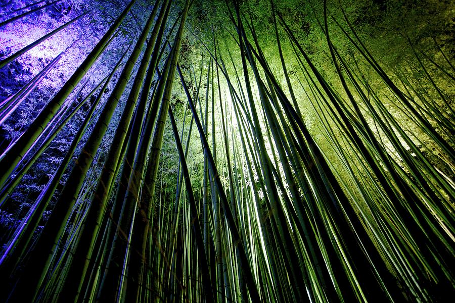 Bamboo In Lights Photograph by Kumikomini