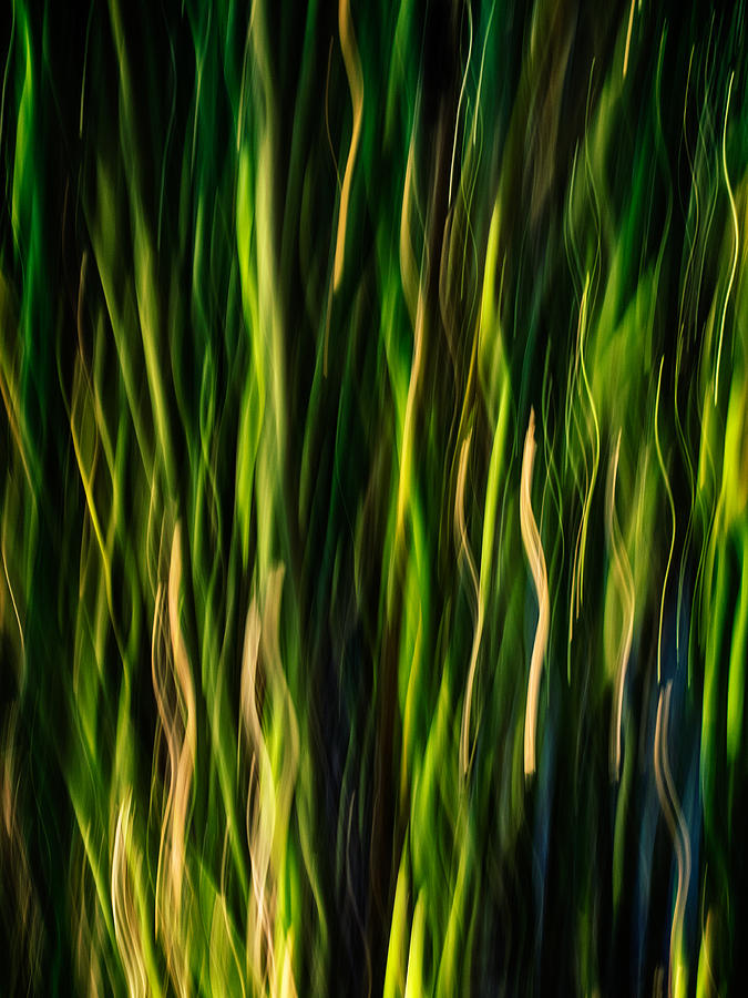 Bamboo in Motion Photograph by David Kay