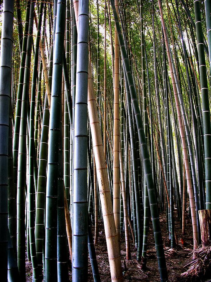 Bamboo in Sagano Japan Photograph by Jacqueline M Lewis