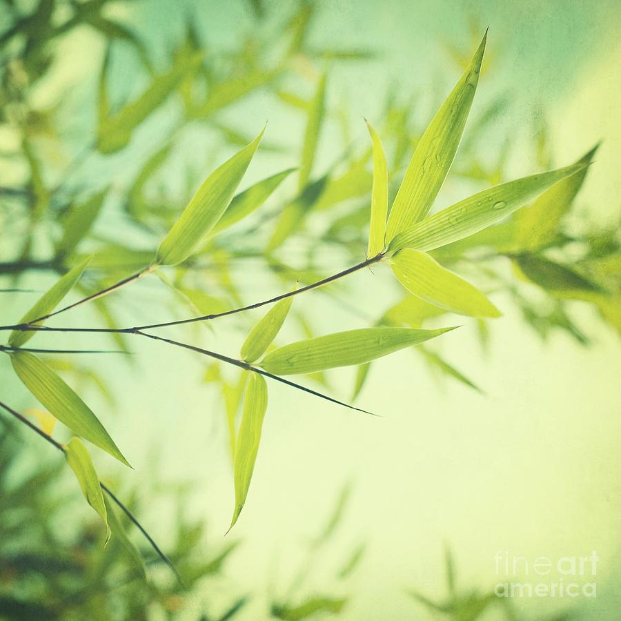 Bamboo Photograph - Bamboo In The Sun by Priska Wettstein
