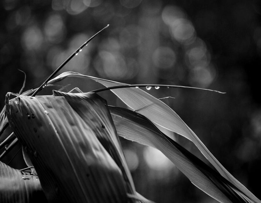 bamboo Indocalamus tessellatus Photograph by Nathan Abbott