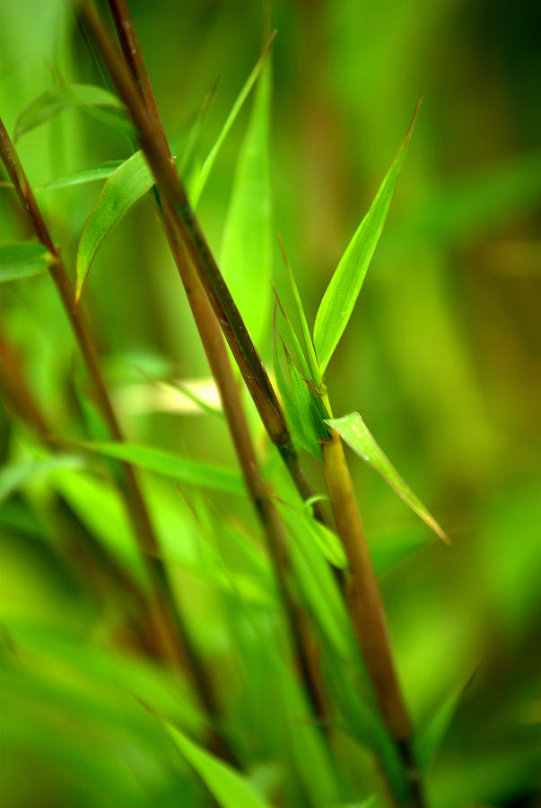 Bamboo leaves and branches emerge Photograph by Nathan Abbott