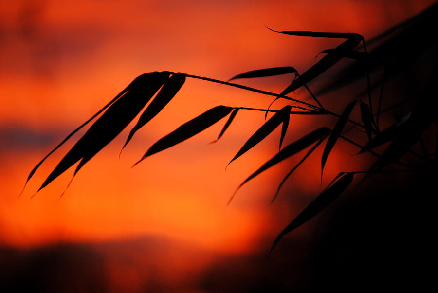 Bamboo Leaves at Sunset Photograph by Nathan Abbott