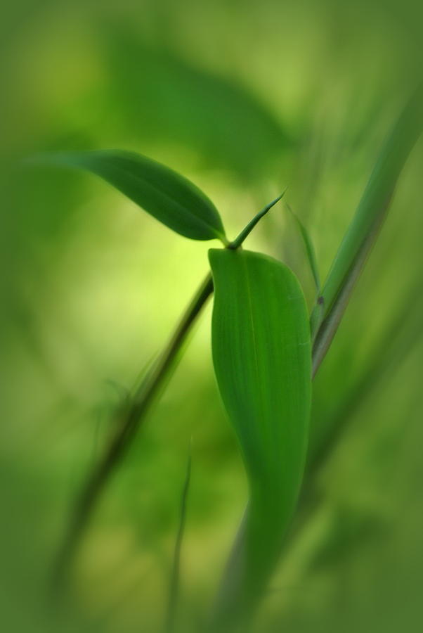 Bamboo Leaves Bokeh Photograph by Nathan Abbott