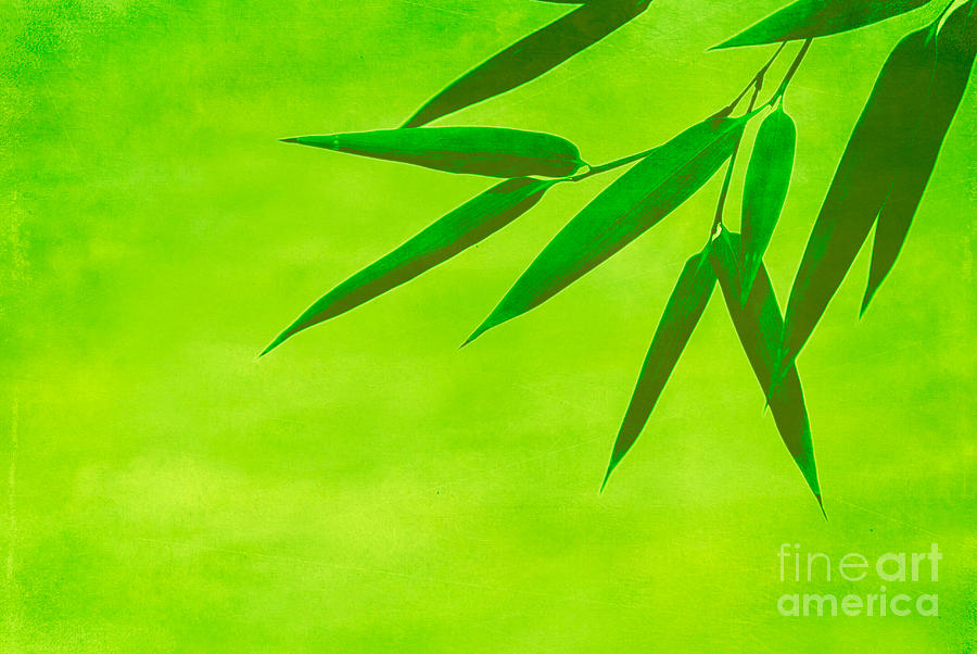 Bamboo Leaves Photograph by Hannes Cmarits