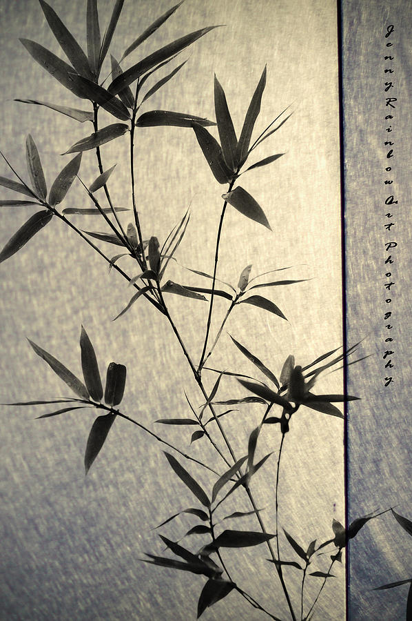 Bamboo Leaves Photograph
