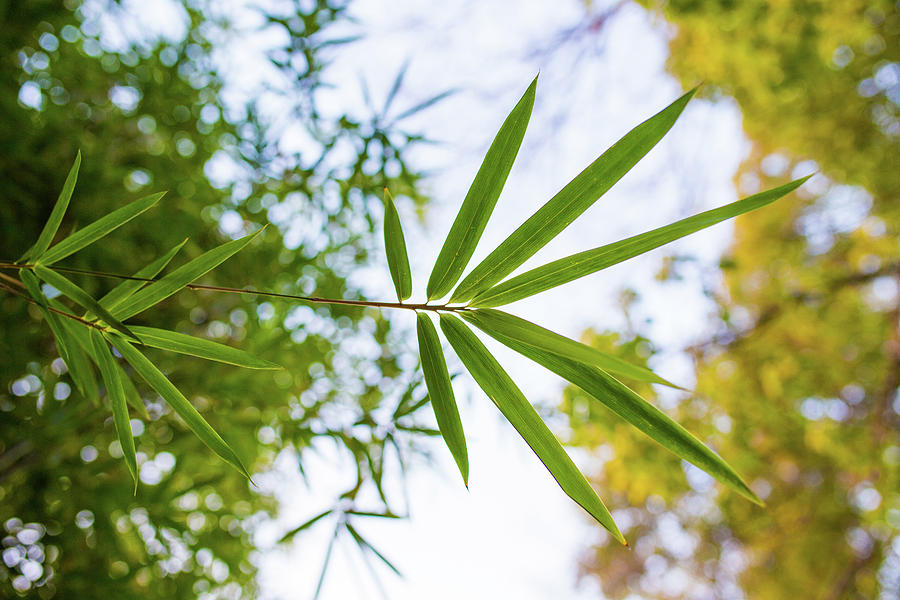 Bamboo Leaves Photograph by Linghe Zhao
