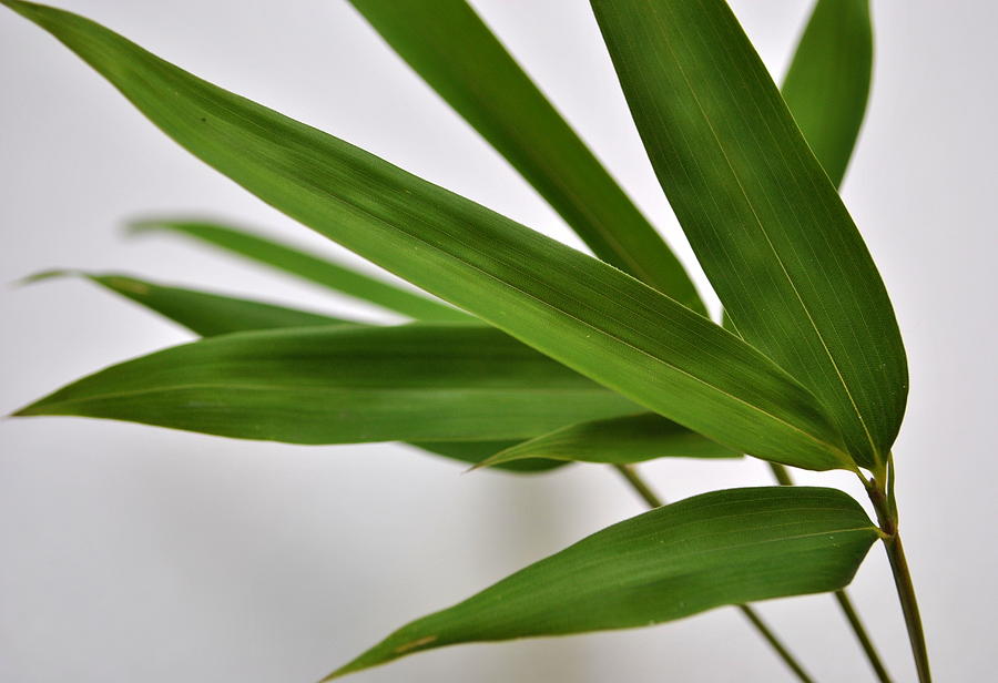 Bamboo Leaves  Photograph by Nathan Abbott