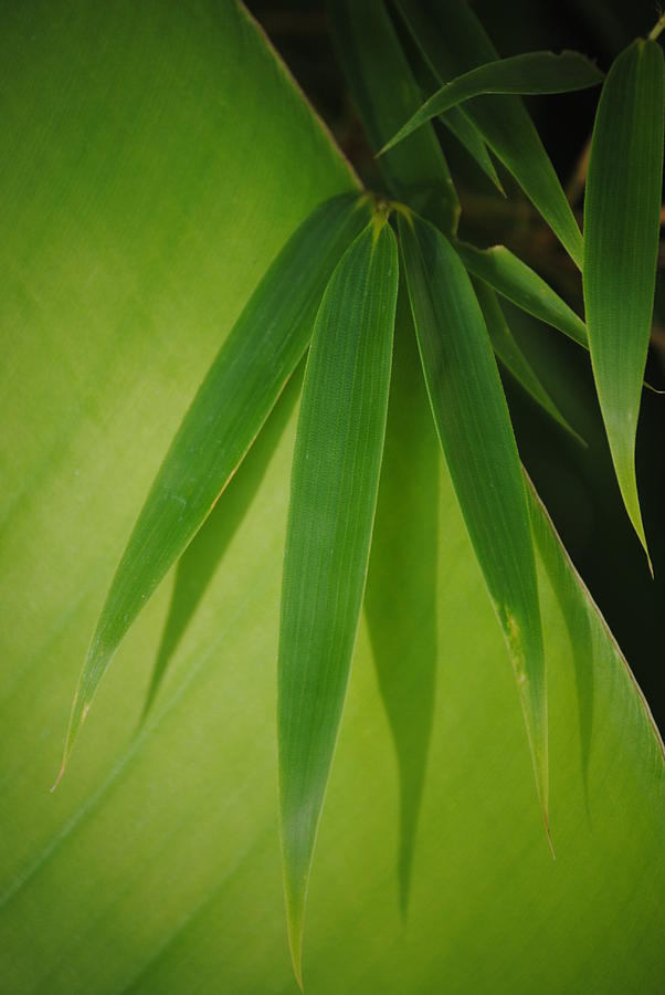 Bamboo leaves on Banana Leaf Photograph by Nathan Abbott