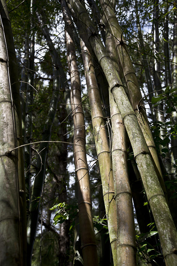 Bamboo Photograph by Lindsey Weimer