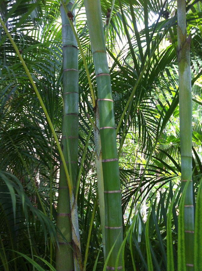 Bamboo Lookout Photograph by Angela Bushman