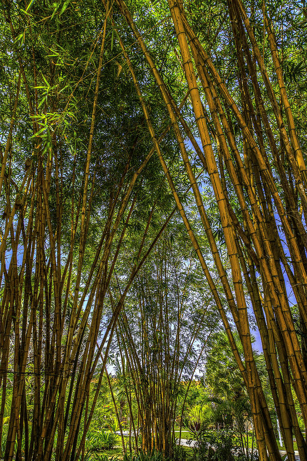 Bamboo Photograph by Mario Legaspi - Fine Art America