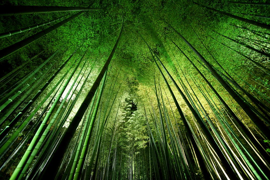 Foliage Photograph - Bamboo Night by Takeshi Marumoto