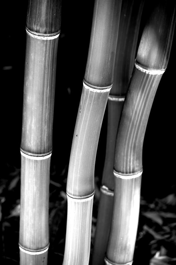 Bamboo No.1 Photograph by Bonnie Bruno