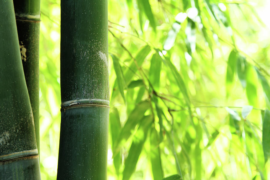 Bamboo Photograph by Noderog