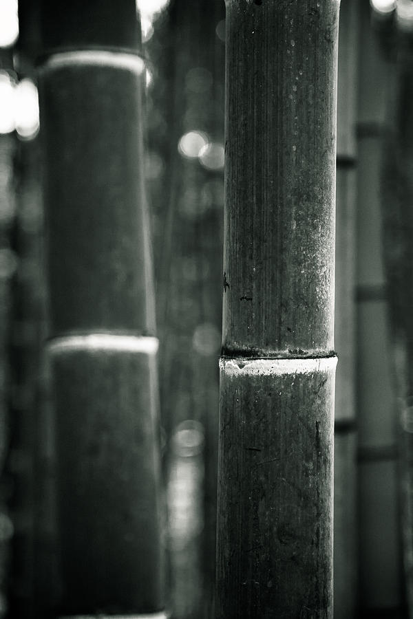 Bamboo Noir Photograph by Brad Brizek