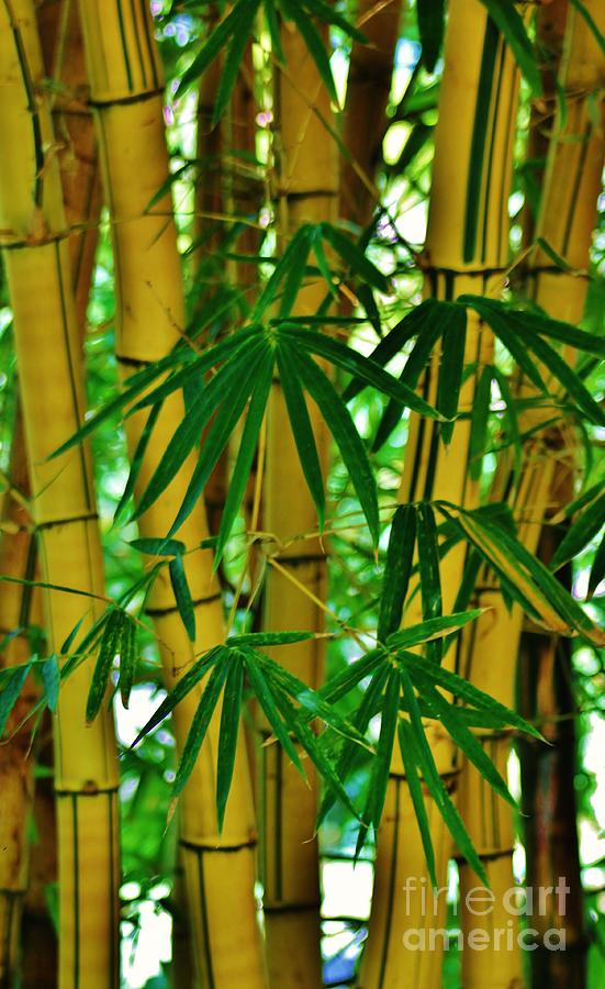 Bamboo of Hawaii Photograph by Craig Wood