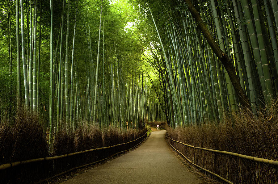 Bamboo Path Near Arashiyama Region Photograph by Marser