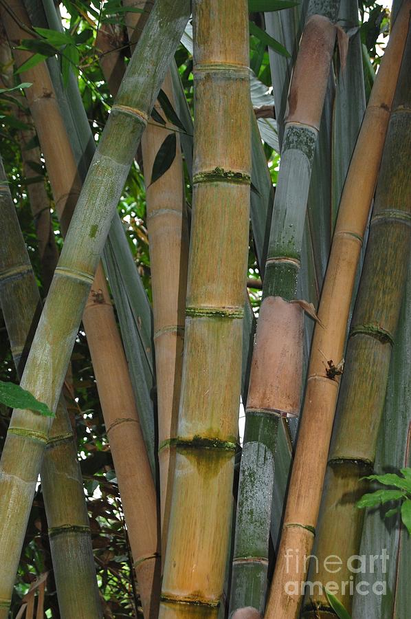 Bamboo Photograph by Patty Vicknair
