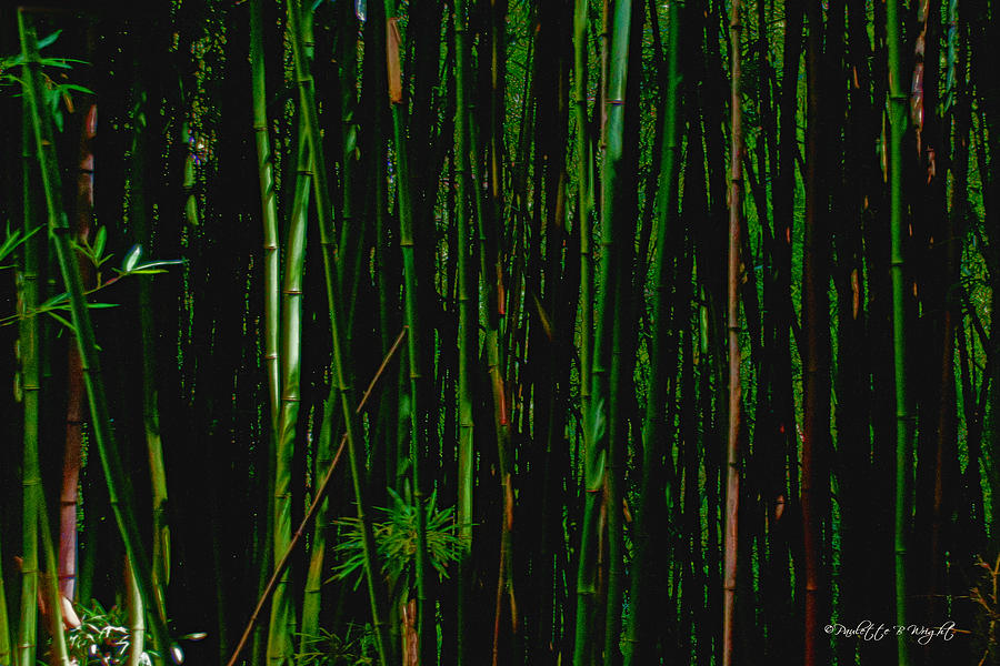 Bamboo Photograph by Paulette B Wright