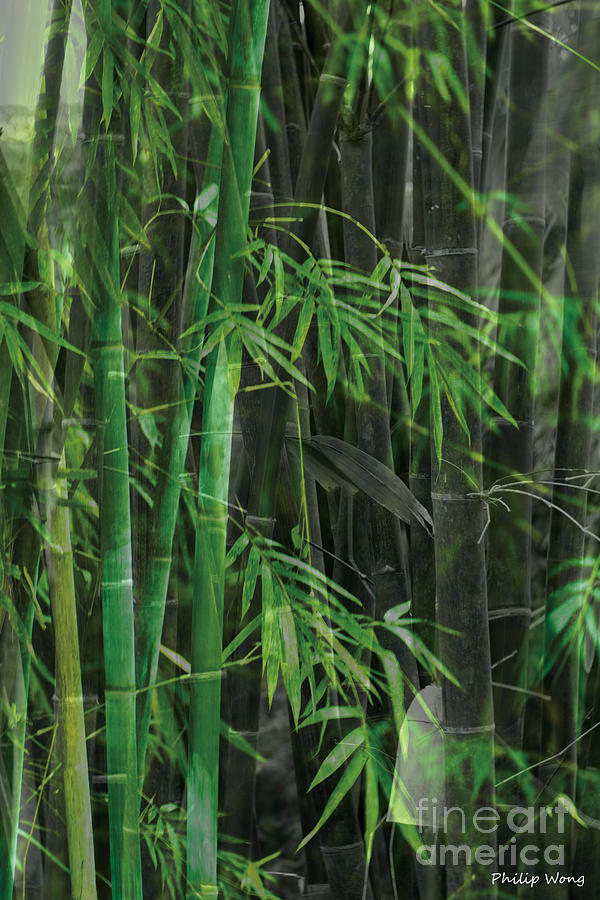 Bamboo Painting by Philip HP Wong