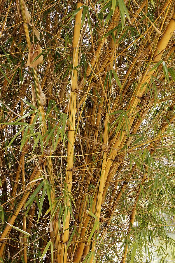 Bamboo plant by Science Photo Library