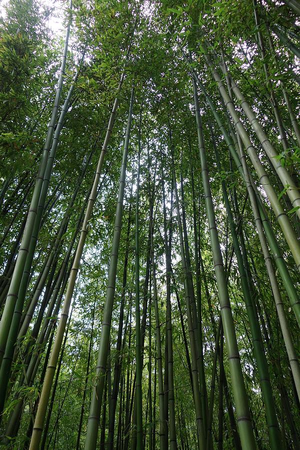 Nature Photograph - Bamboo Plantation by Cordelia Molloy