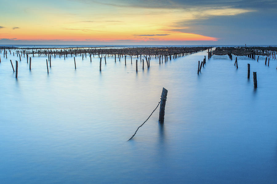 Bamboo Poles And Rope In Oyster Farm Photograph by Samyaoo