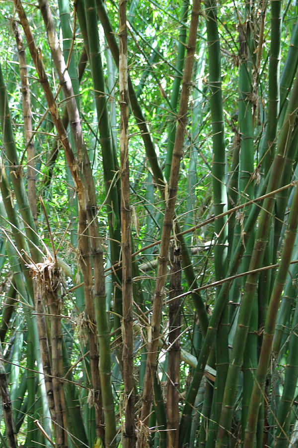 Bamboo Photograph by Robin Raible - Fine Art America