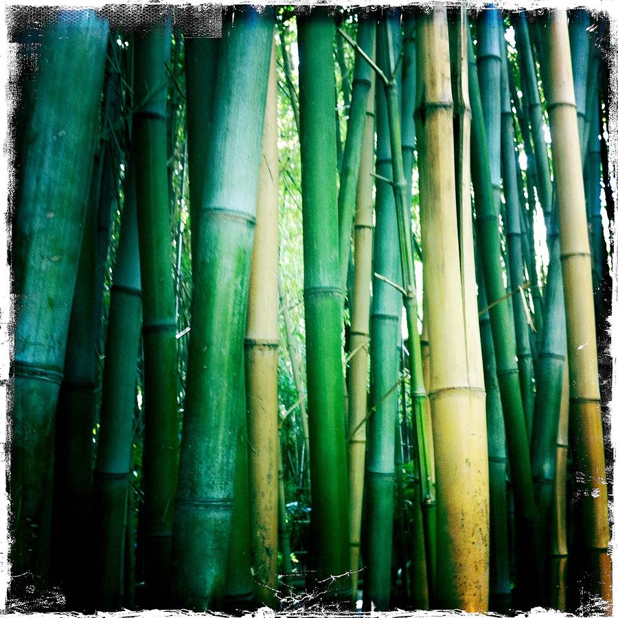 Bamboo Grove Photograph - Bamboo by Sarah Coppola