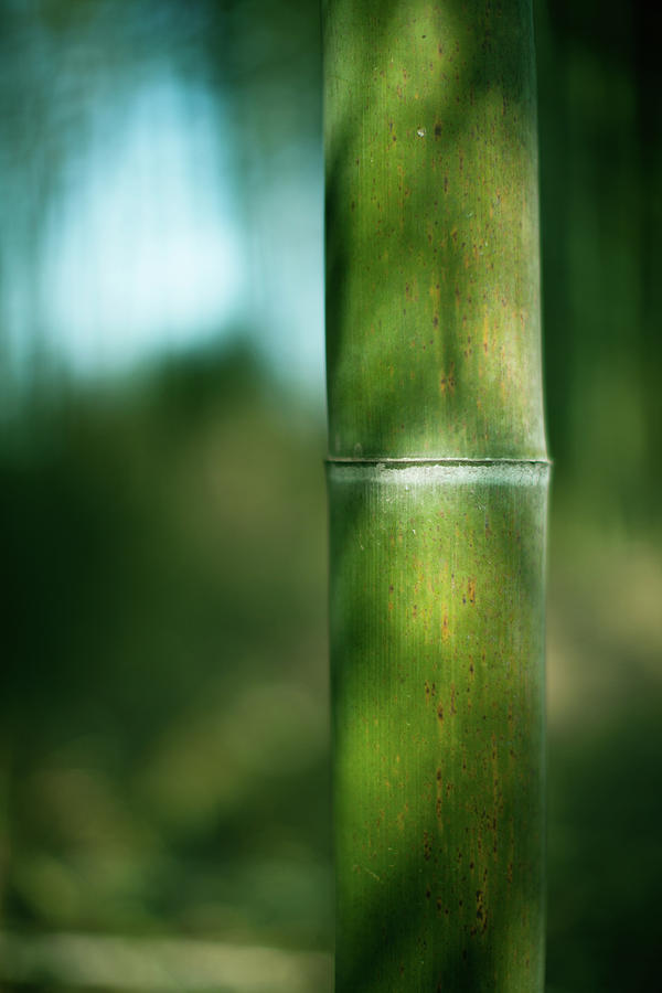 Bamboo Photograph by Shizhan85@gmail.com