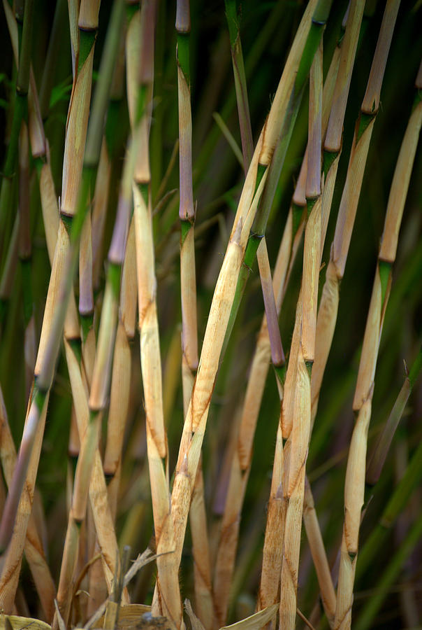 Bamboo Shoots Photograph by Nathan Abbott