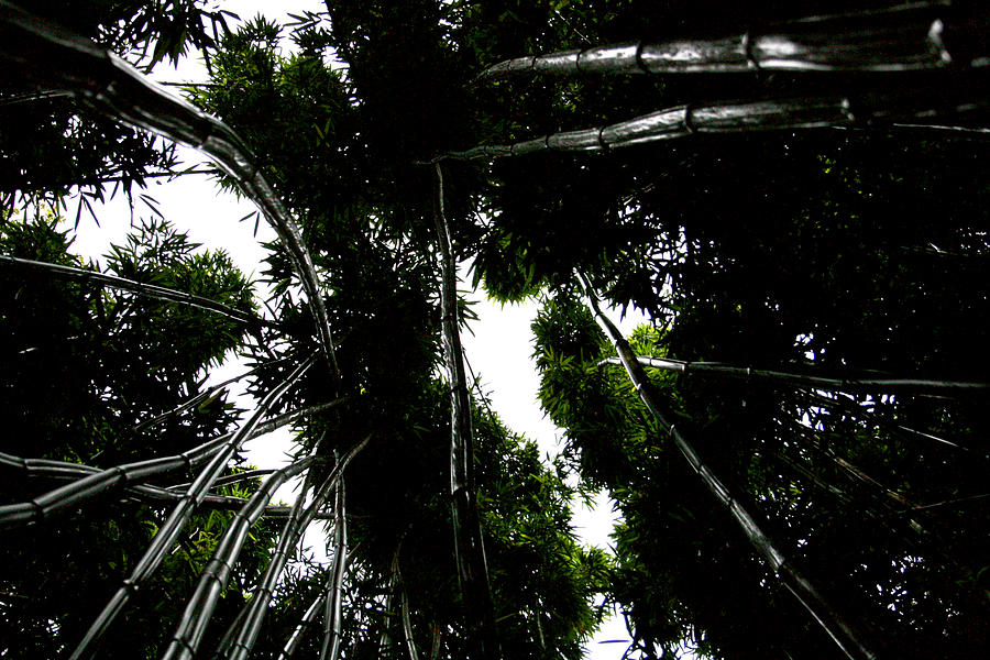 Bamboo Skies 1 Photograph by Jennifer Bright Burr