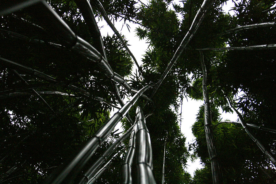 Bamboo Skies 2 Photograph by Jennifer Bright Burr